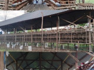 BUMDes Desa Tobimeita Melesat! Usaha Ayam Petelur Hasilkan 23 Rak Telur per Hari, Dorong Ekonomi Warga