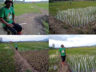 Musim Kemarau Melanda, Kelompok Tani Mepokoaso Wunduhaka Tetap Giat Bersawah
