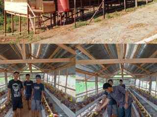 Desa Wunduhaka Kembangkan Budidaya Ayam Petelur, Perkuat Ketahanan Pangan dan Ekonomi Masyarakat
