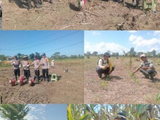 Siap Panen! Jagung 20 Hektare di Langgonawe, Bhabinkamtibmas dan Gapoktan Padaidi Dukung Ketahanan Pangan Nasional