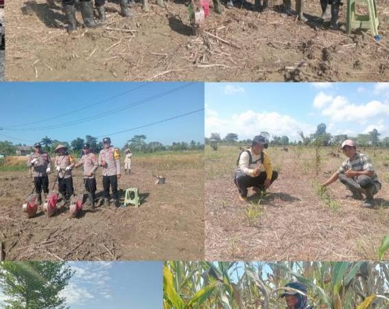 Siap Panen! Jagung 20 Hektare di Langgonawe, Bhabinkamtibmas dan Gapoktan Padaidi Dukung Ketahanan Pangan Nasional
